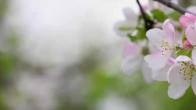 粉白苹果树花绽放特写视频的预览图